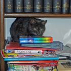 bücherkatze