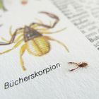 Bücherskorpion