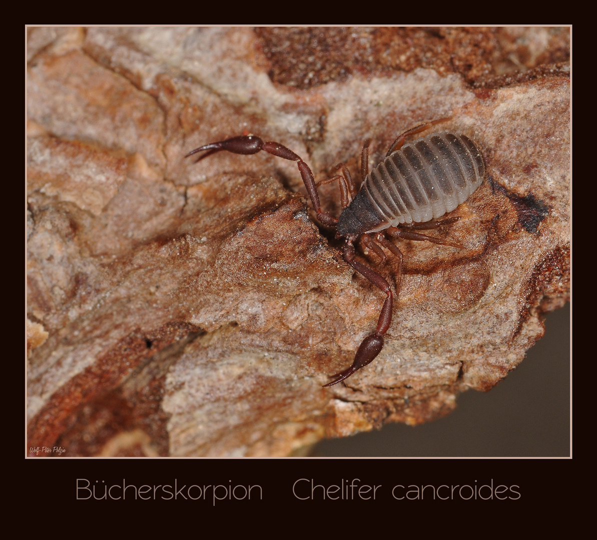 Bücherskorpion - Chelifer cancroides (0123)