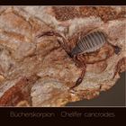 Bücherskorpion - Chelifer cancroides (0123)