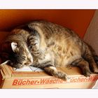 bücher.wäsche. lilly...