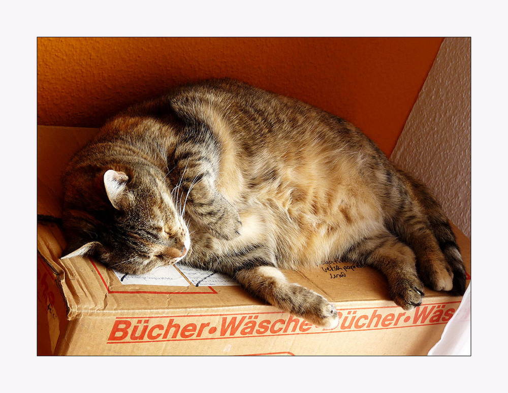 bücher.wäsche. lilly...