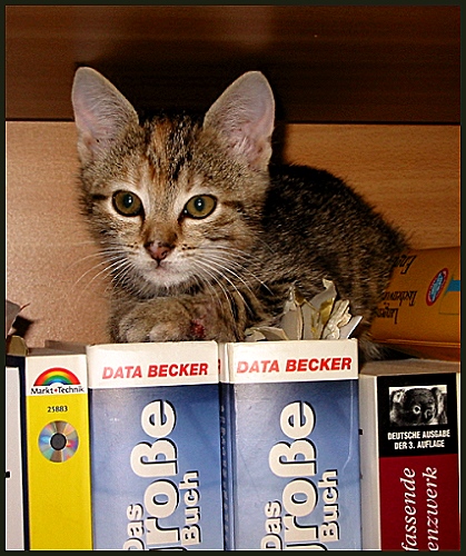 "Bücher(wurm)katze" Fortuna