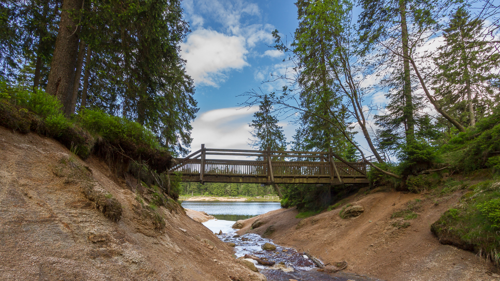 Bücke am Oderteich