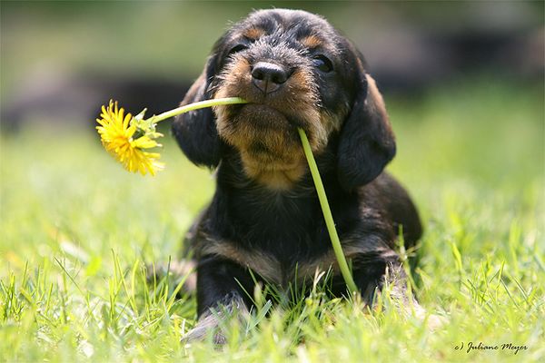 Tierkinder Bilder & Fotos
