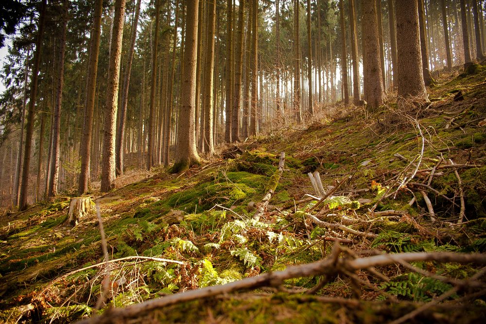 büdingen_wald