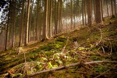 büdingen_wald