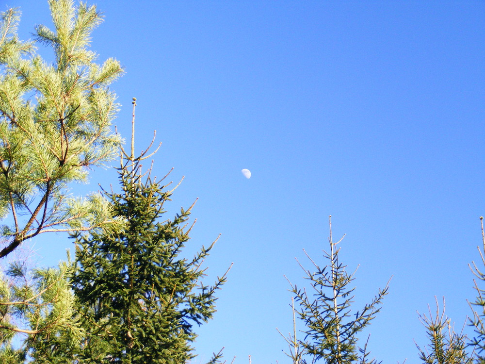 Büdinger Wald " Der Mond ist augegangen "