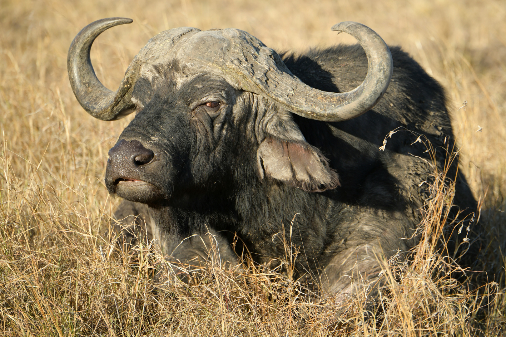 Büffel 1 in der Masai Mara