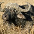 Büffel 1 in der Masai Mara