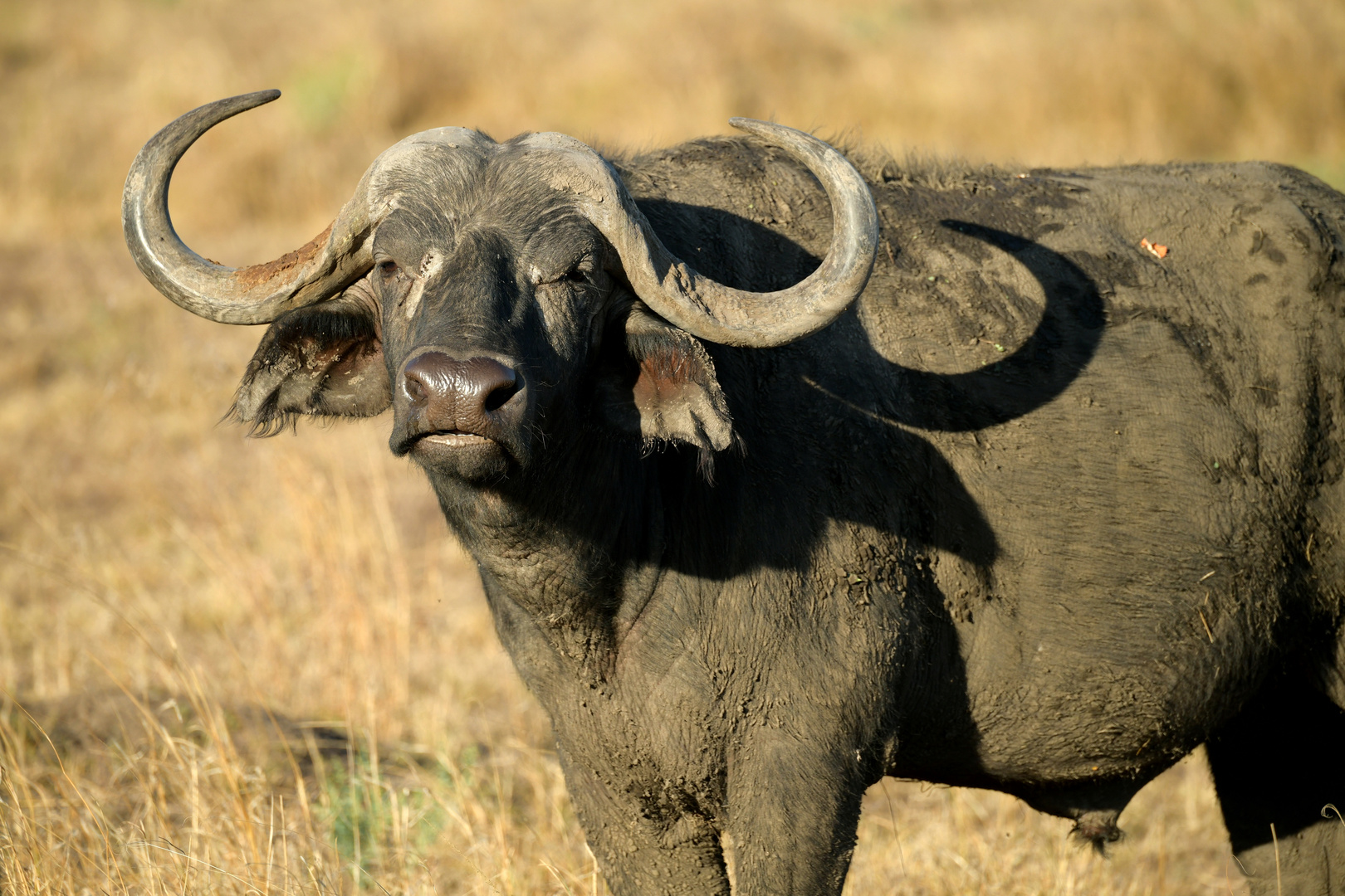 Büffel 2 in der Masai Mara