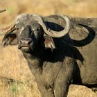 Büffel 2 in der Masai Mara
