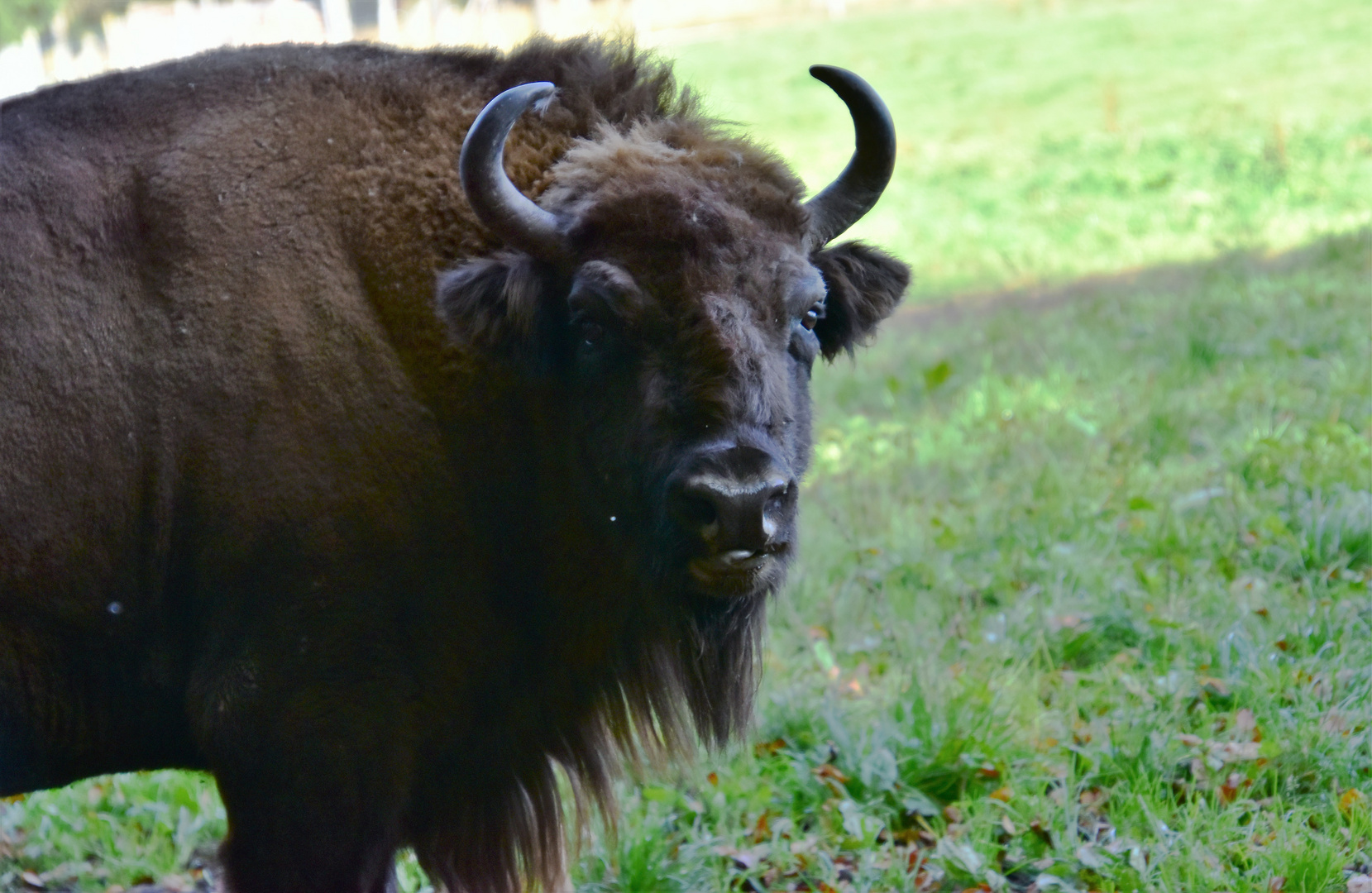 Büffel Foto & Bild | tiere, zoo, wildpark & falknerei, meine fotokiste