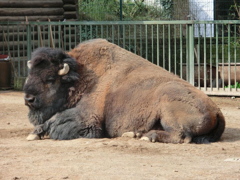 Büffel am Chillen !!!