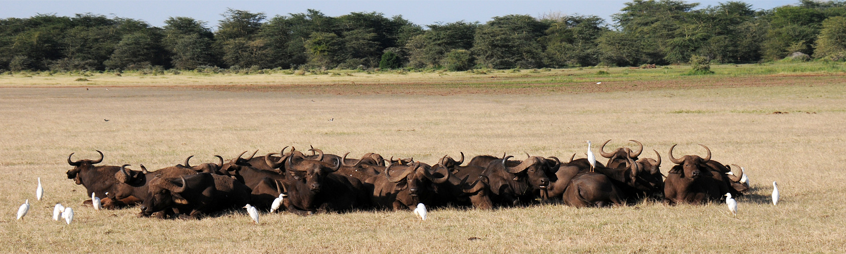 Büffel am Lake Manyara / Tansania