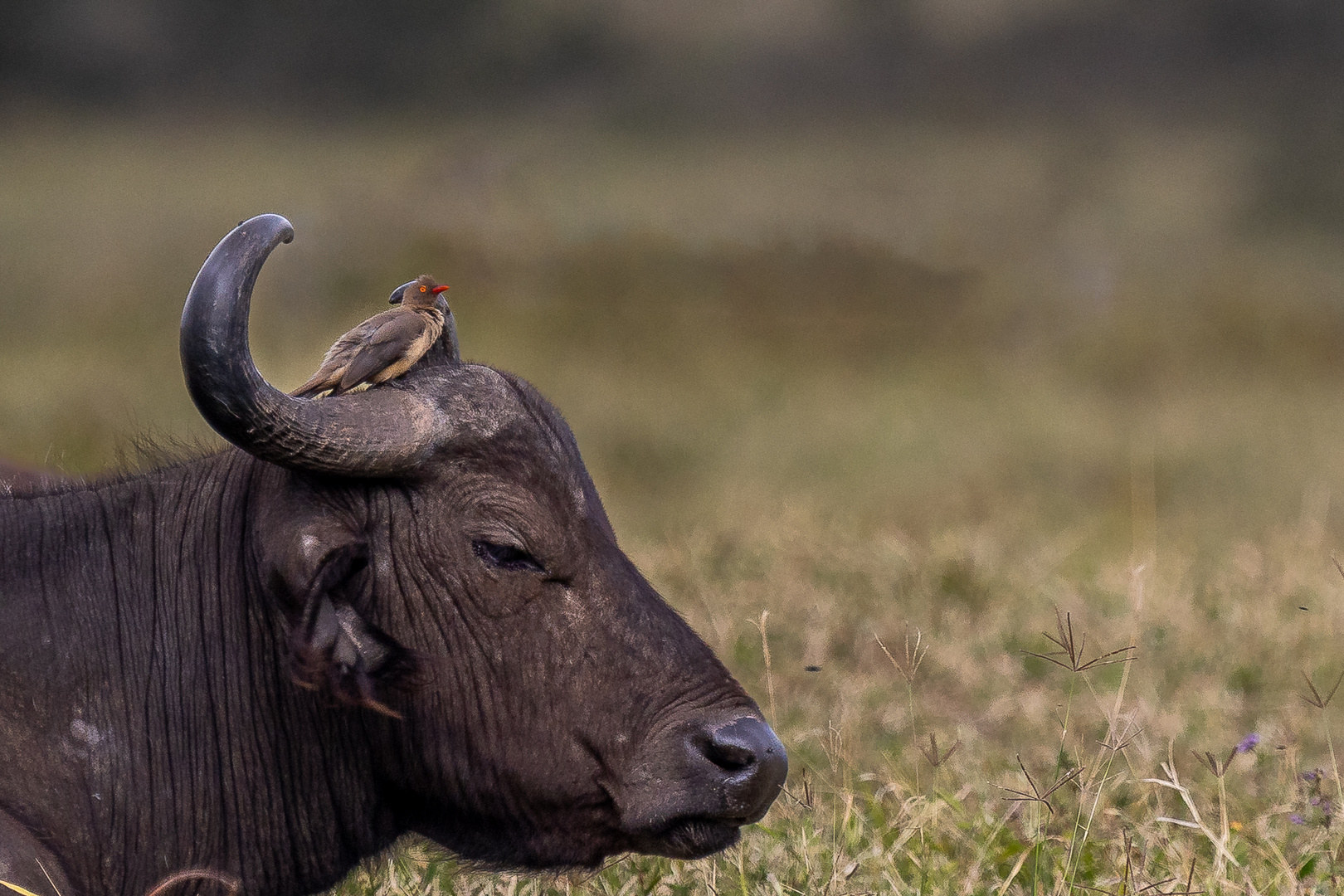 Büffel am Lake Nakuru