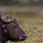 Büffel am Lake Nakuru