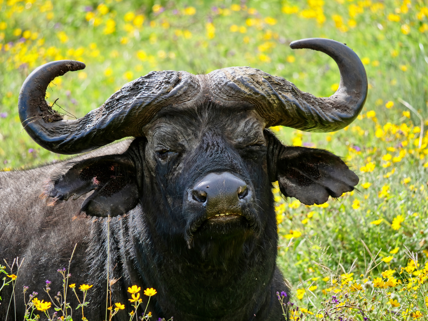 Büffel auf der Blumenwiese