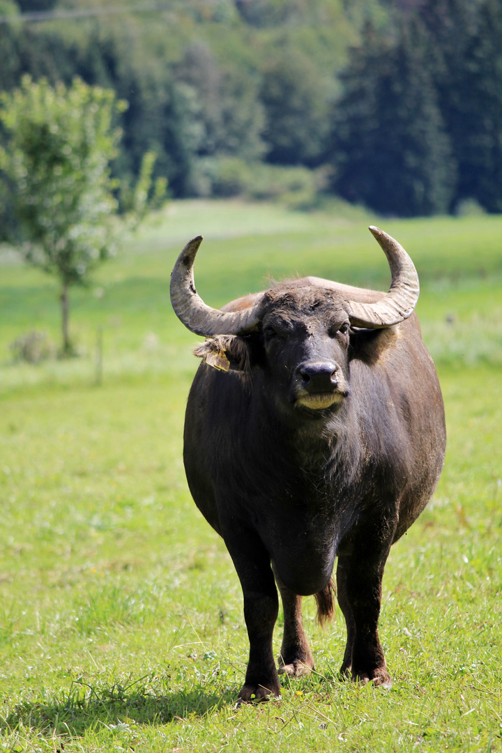 Büffel auf der schwäbischen Alb