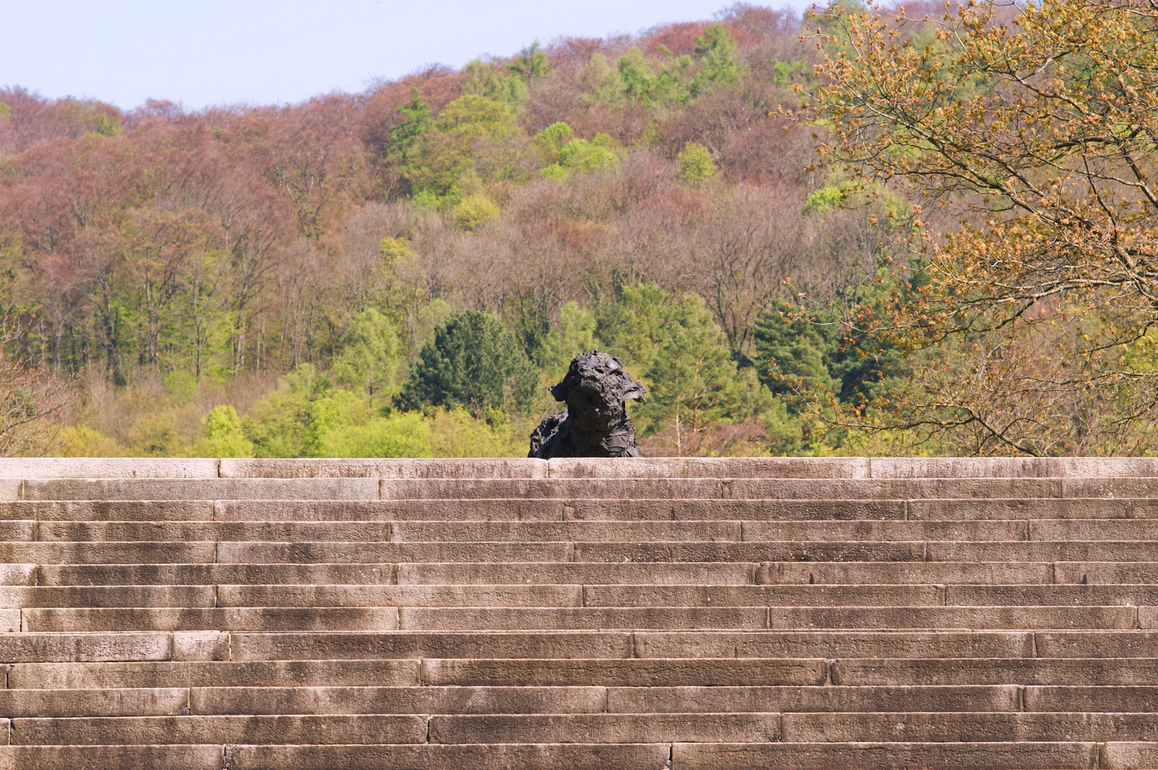 büffel auf treppe