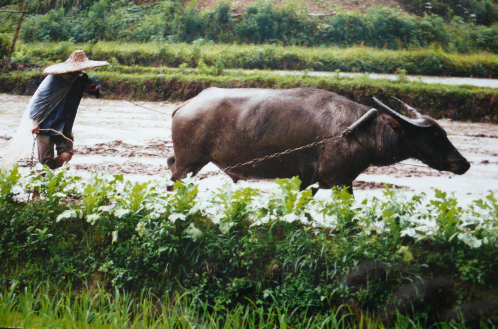 Büffel bei der Arbeit , China 2002