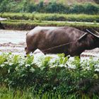 Büffel bei der Arbeit , China 2002