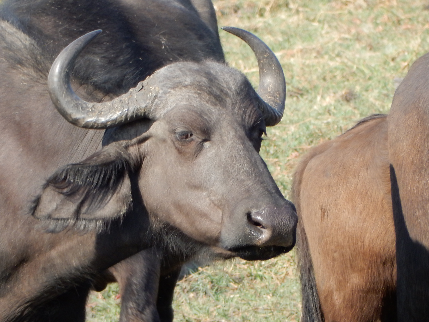 Büffel im Chobe-Delta