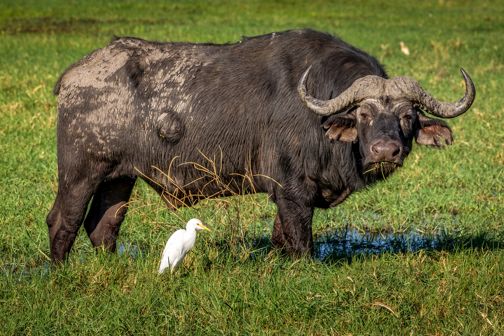 Büffel im Chobe....