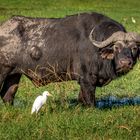 Büffel im Chobe....