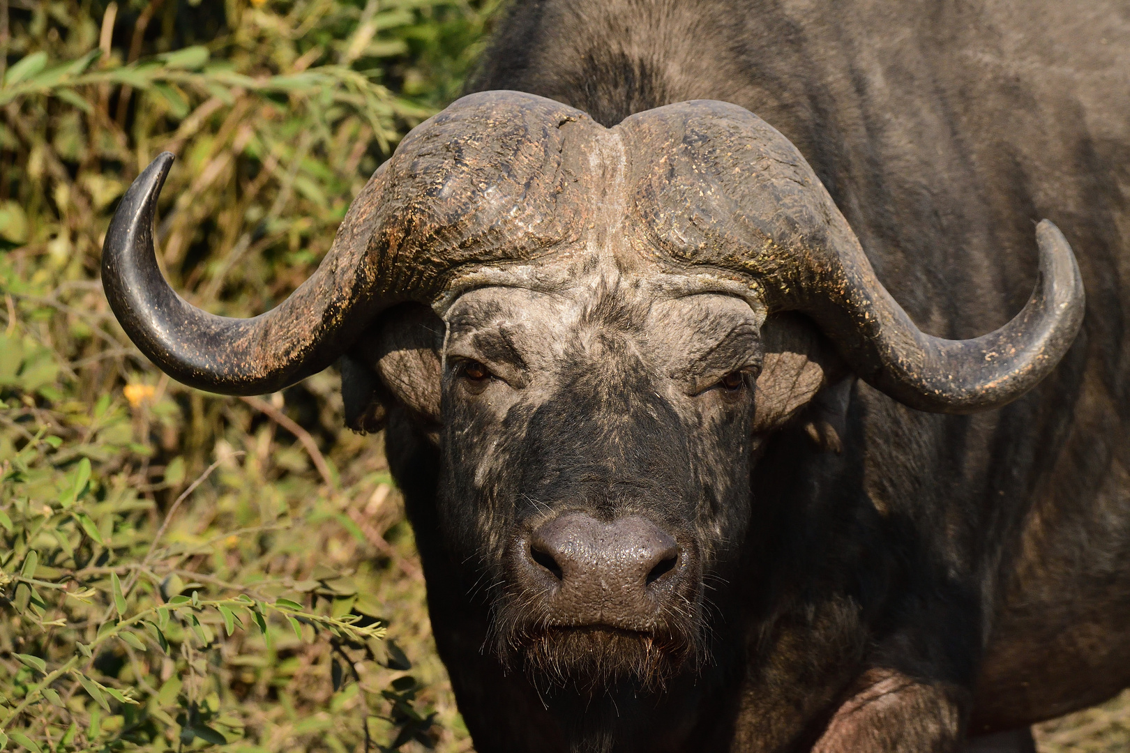 Büffel im Chobe NP