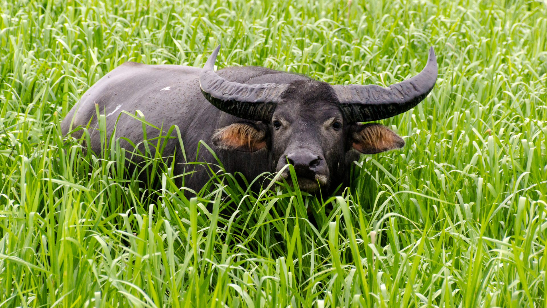 Büffel im Kakadu-Nationalpark Australien