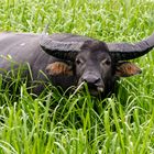 Büffel im Kakadu-Nationalpark Australien