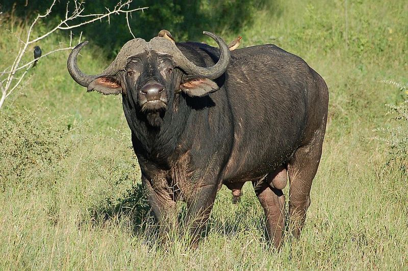 Büffel im Krüger Nationalpark