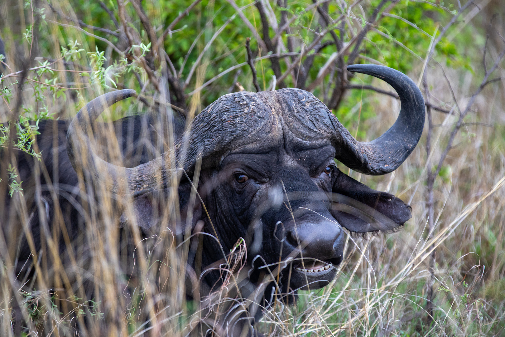 Büffel im Kruger Nationalpark