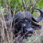 Büffel im Kruger Nationalpark