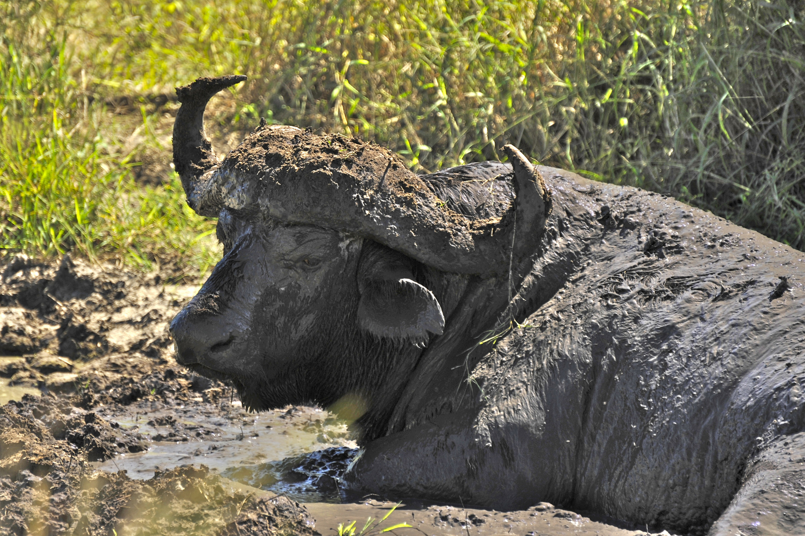 Büffel im kühlenden Schlamm - Bufffalo in the cooling mud