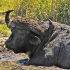 Büffel im kühlenden Schlamm - Bufffalo in the cooling mud