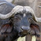 Büffel im Lake Nakuru Nationalpark