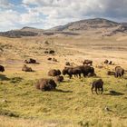 Büffel im Lamar Valley