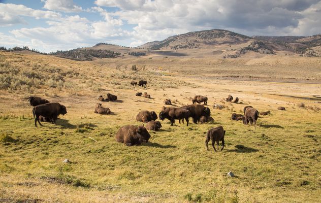 Büffel im Lamar Valley