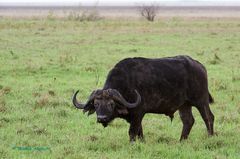 Büffel im Ngorongoro Krater