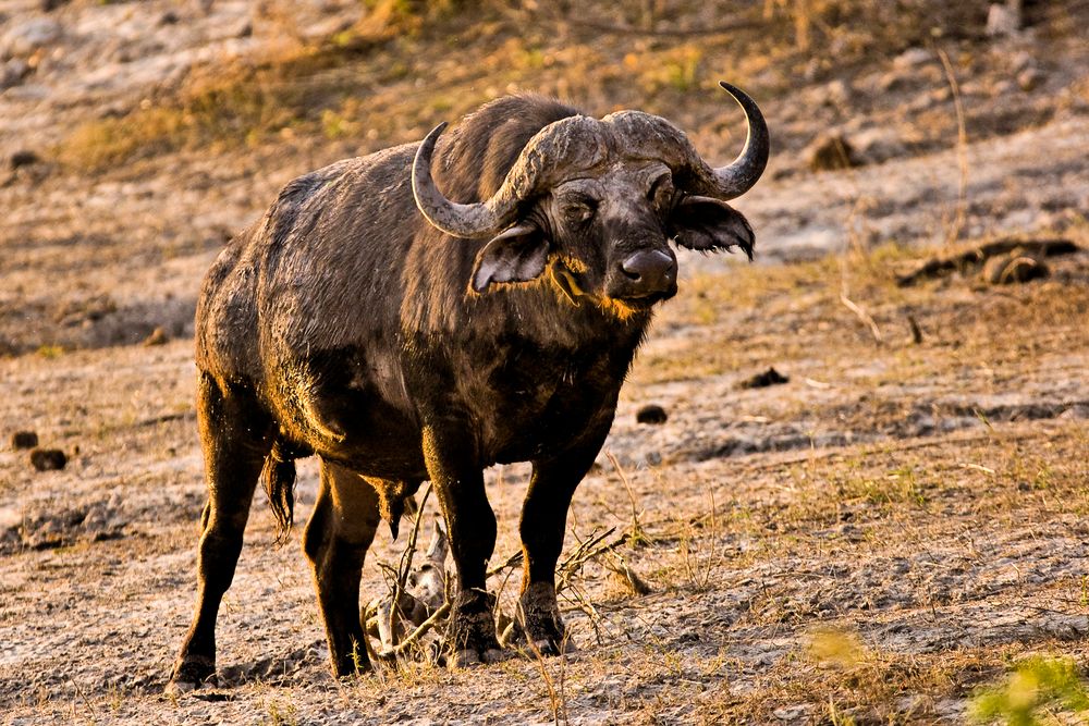 Büffel im Okawango-Delta