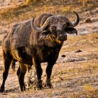 Büffel im Okawango-Delta