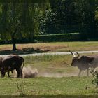 "Büffel" im Safari Park Pombia