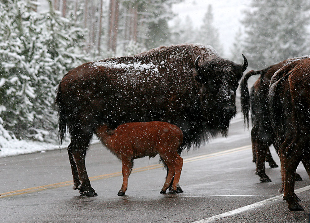 Büffel im Schnee