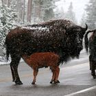 Büffel im Schnee