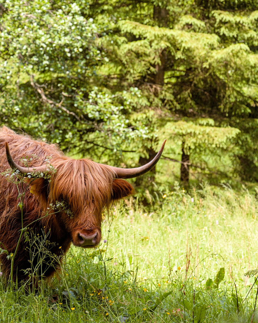 Büffel im Schwarzwald