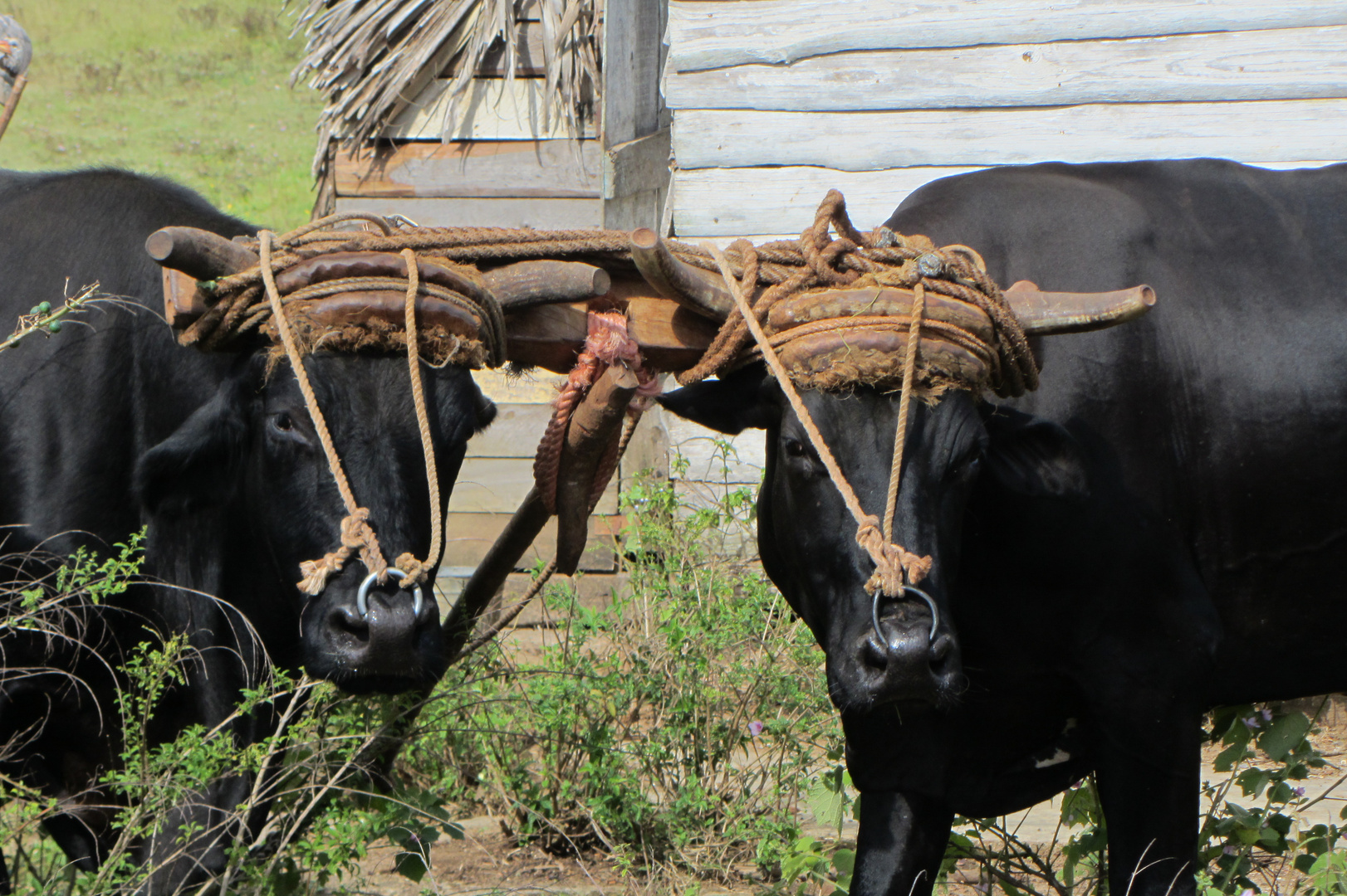 Büffel im Vinales-Tal, Cuba