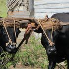 Büffel im Vinales-Tal, Cuba