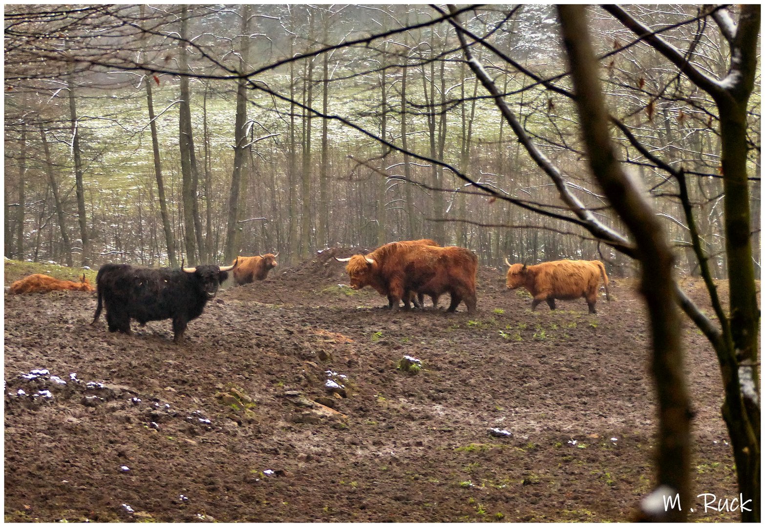 Büffel im Wald 